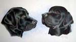 Two black labradorss pet portrait